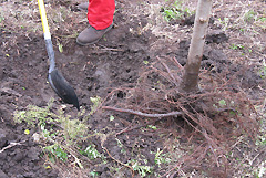 planting a bare root tree