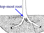 top most root diagram
