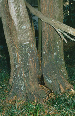 tree with armillaria root rot