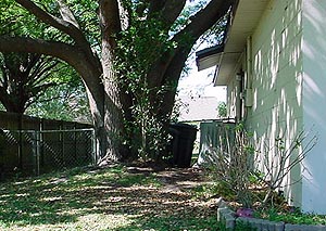 oak tree very close to house