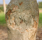classic canker on tree