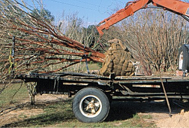 tree being lifted