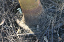 stem girdling roots