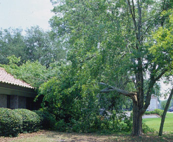 branch on house
