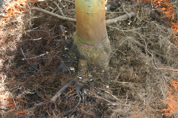 main root flare will be visible upon completion