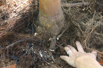 Pruning roots