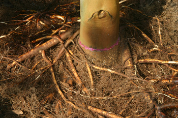 Exposed roots around trunk