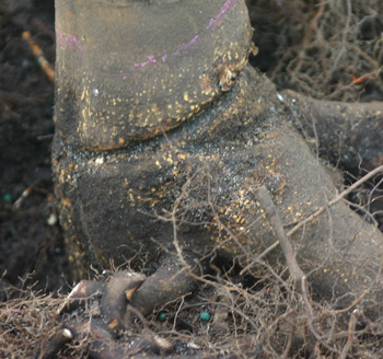 tree after roots around the trunk have been removed