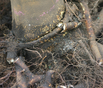 roots that strangle trunk should be removed