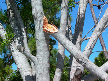 mahogany branch cracked at base