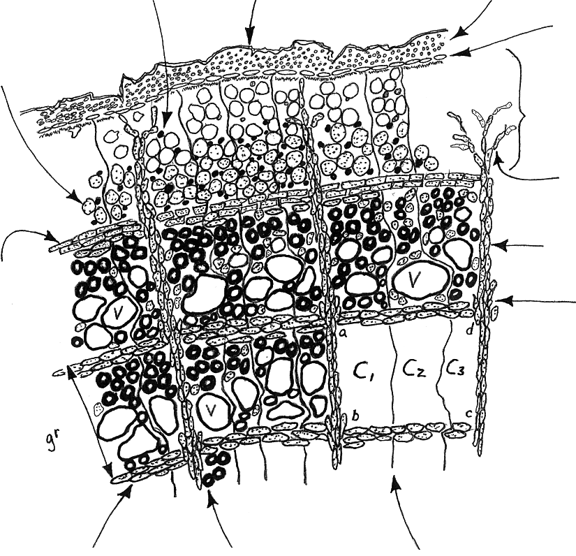 partial tree cross section