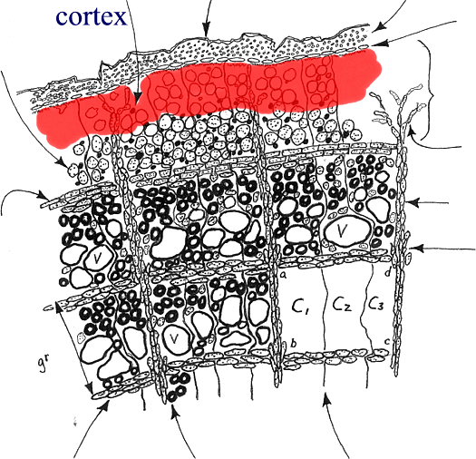 Cortex tissue