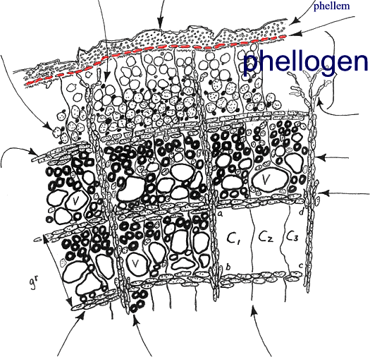 Phellogen layer or cork cambium