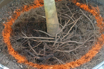 roots growing over main flare roots on maple