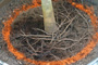 roots growing over flare