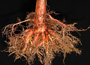 good root system