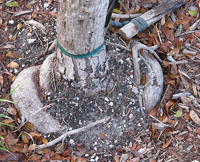 tree with circling roots
