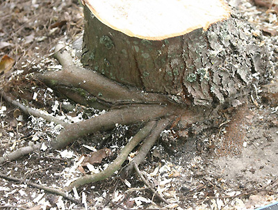 roots embeded in tree trunk
