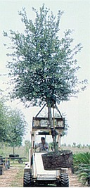 tree being picked up