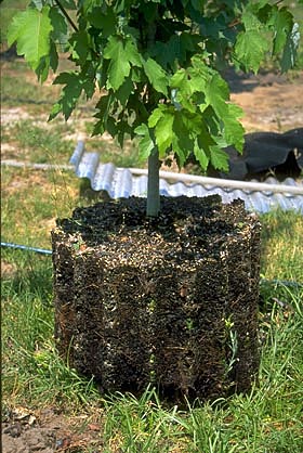 air pruning reduced circling roots