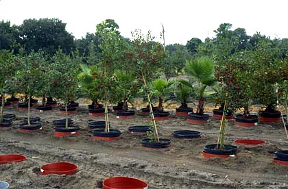 red holder pots in ground