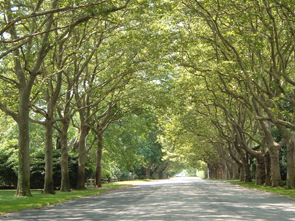 trees lining street