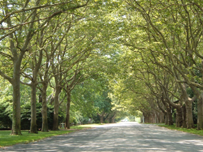 Spanish moss - Maintenance - Landscape plants - Edward F. Gilman - UF/IFAS