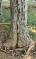 crack from severe root defect