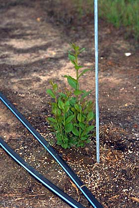 a stem can be cut off at ground level
