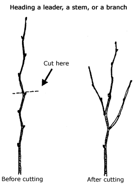 illustration showing where to cut when heading