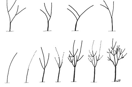 tree growth illustration