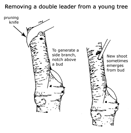 removing a double leader illustration