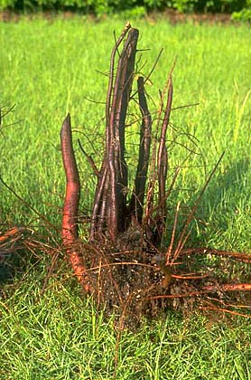 large diameter sinker roots