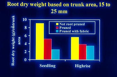 root dry weight based on trunk area