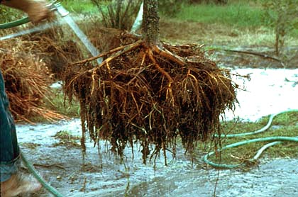 root pruned oak