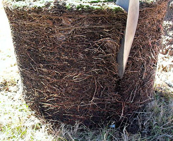 cutting root ball with a shovel