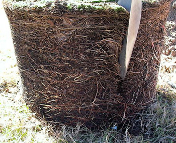 Deeply cutting sides of the root ball with a shovel