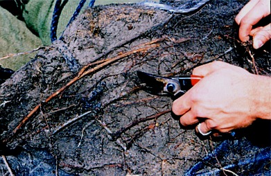 roots being cut to remedy circling around root ball
