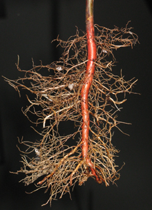 air pruned bald cypress root