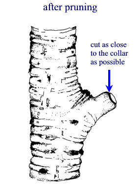 after pruning diagram