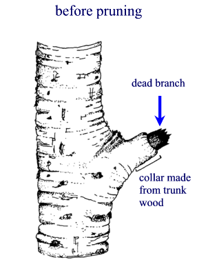 before pruning diagram