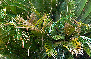 palm leaf discoloration