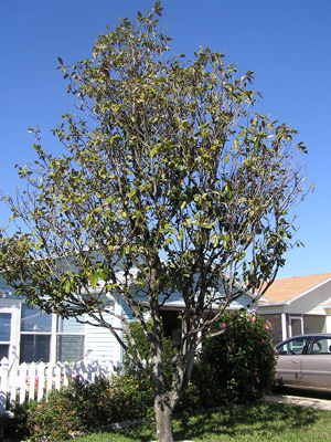 magnolia tree dropping leaves due to drought stress