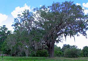 Dieback on a live oak