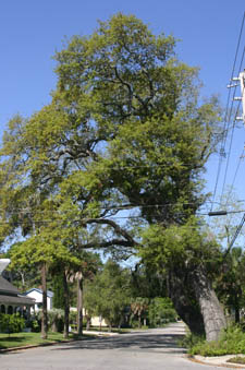 leaning oak tree