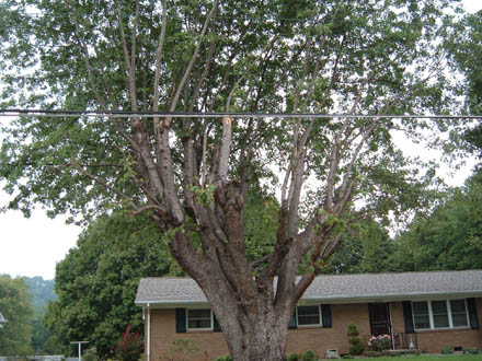 tree near power lines