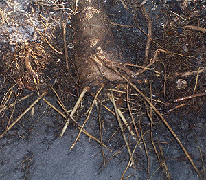 New roots growing from a cut diving root