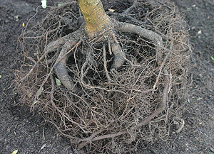 root defect: plunging roots
