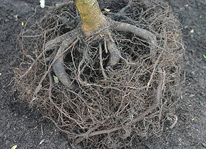 Cut Tree Root Ball