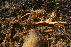 Girdling roots
